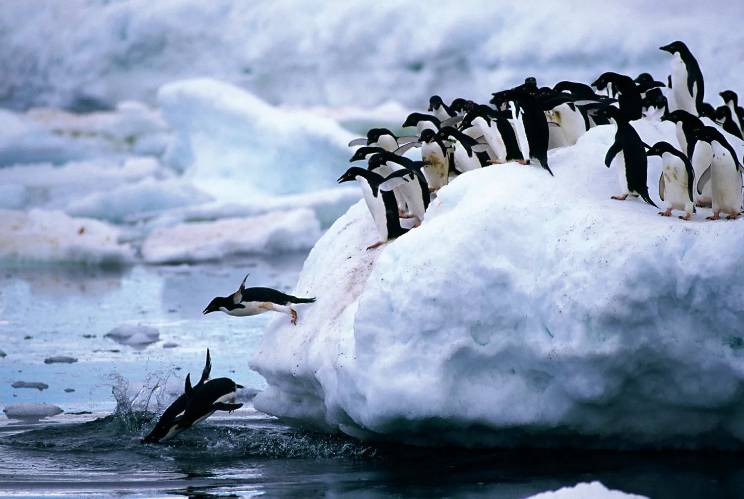 Penguins Birds