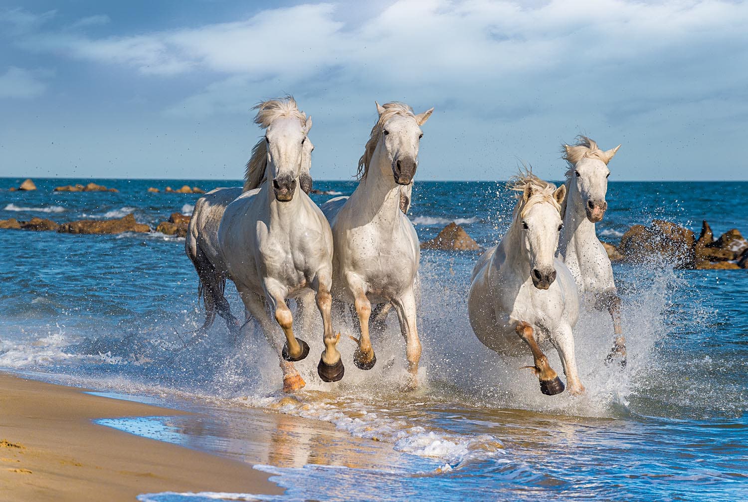 White Horses Horse