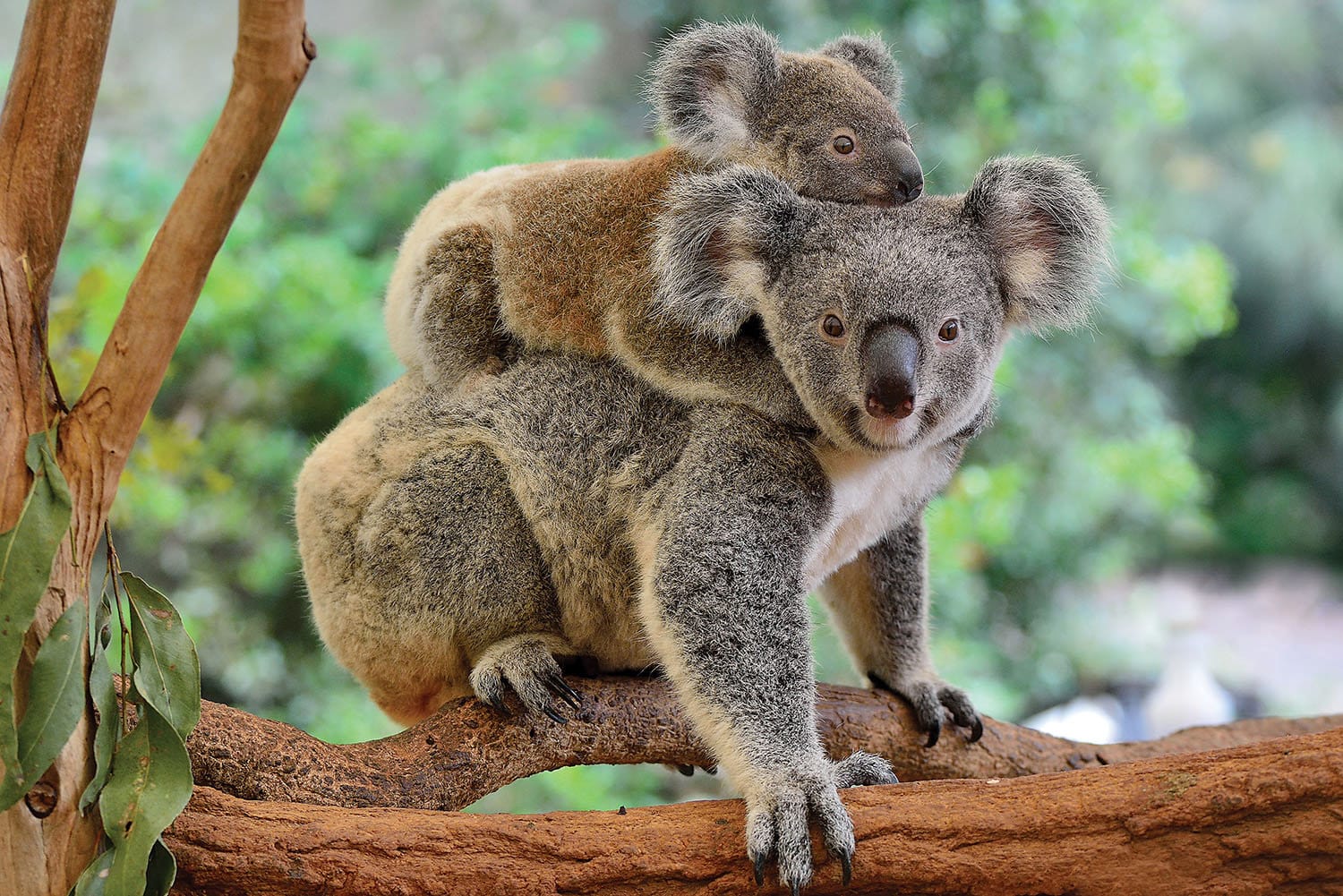 Mother Koala with Baby Jungle Animals