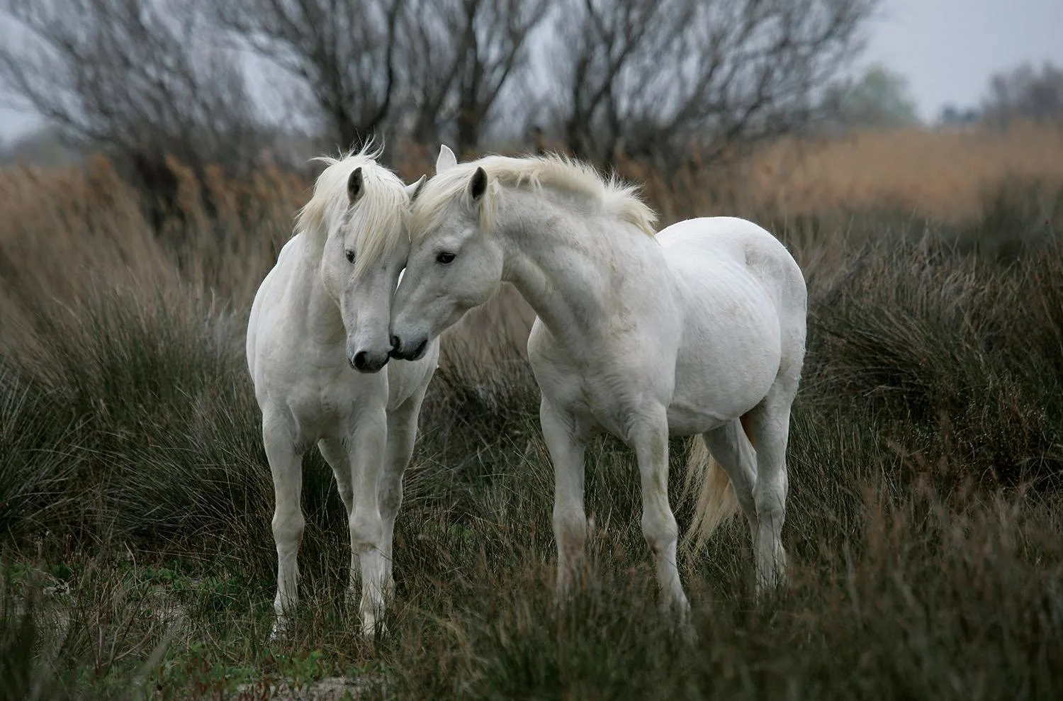 White Stallions Horse
