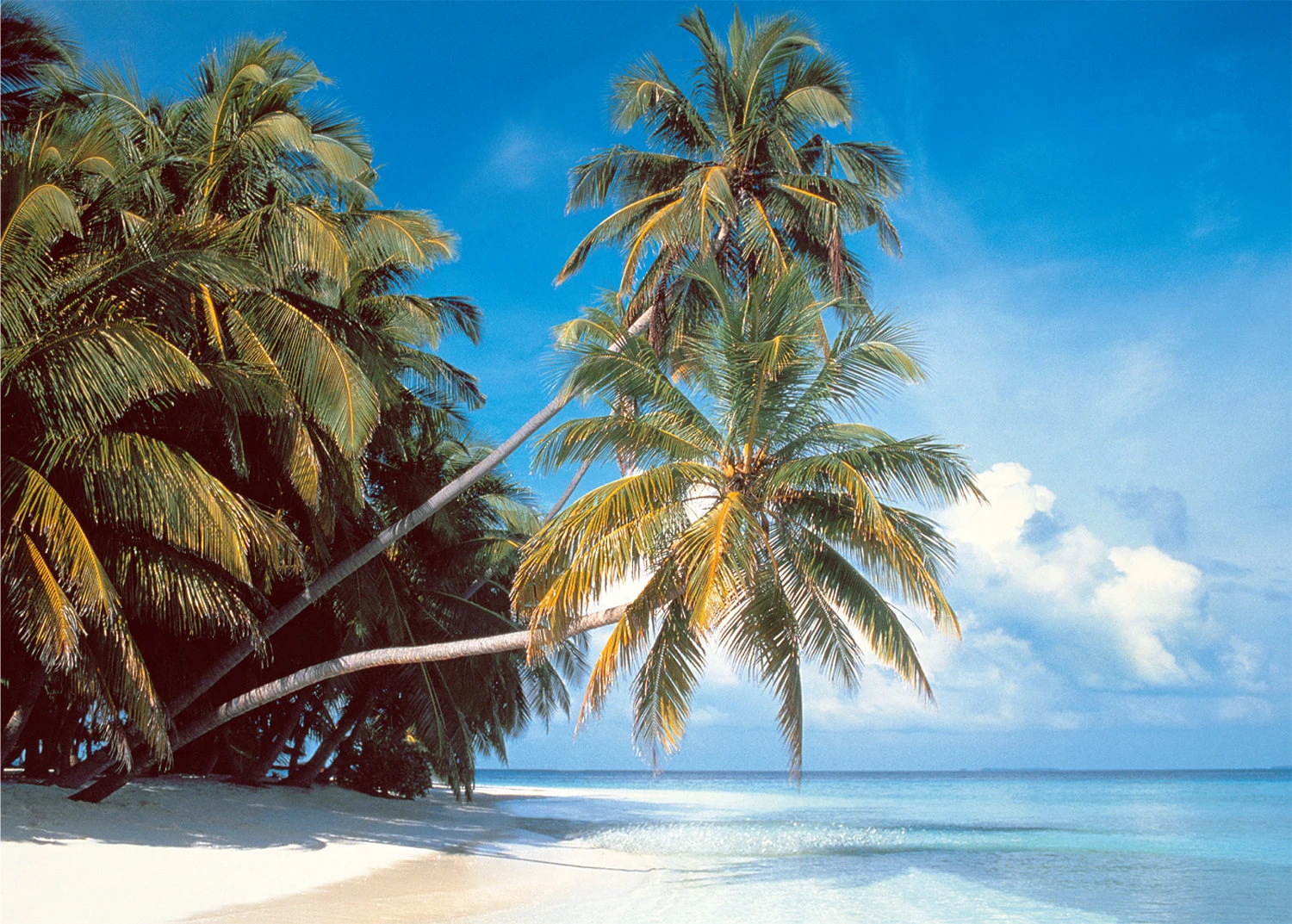 Maldive Island Beach & Ocean