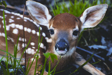 White Tail Deer Animals
