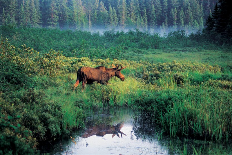 Moose Forest Animal