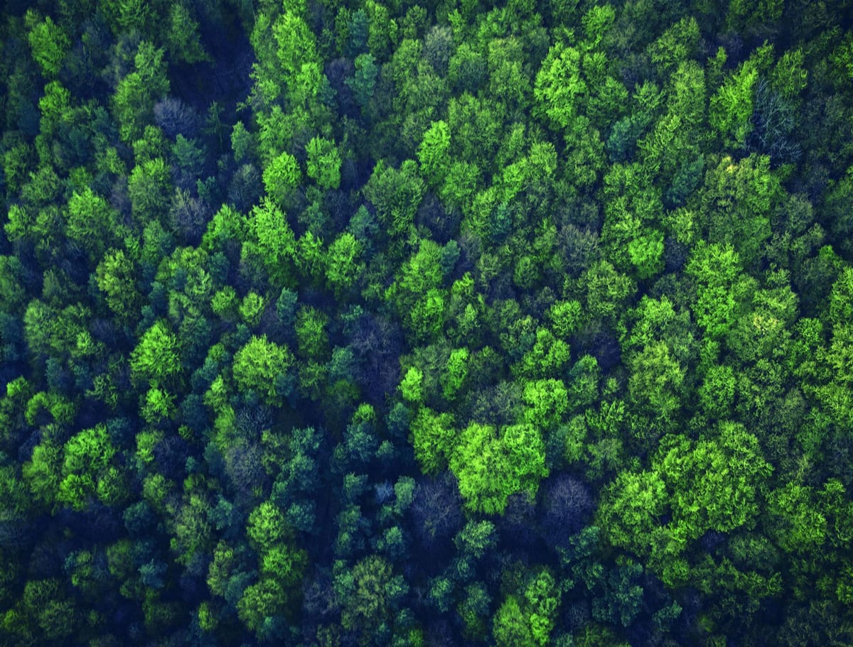 Forest  - Impuzzible No.23 Forest