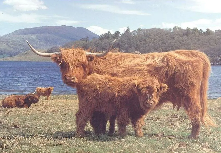 Highlanders Animals