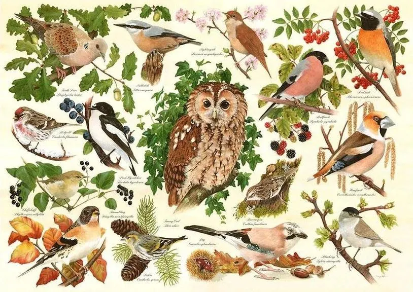 Woodland Birds Birds