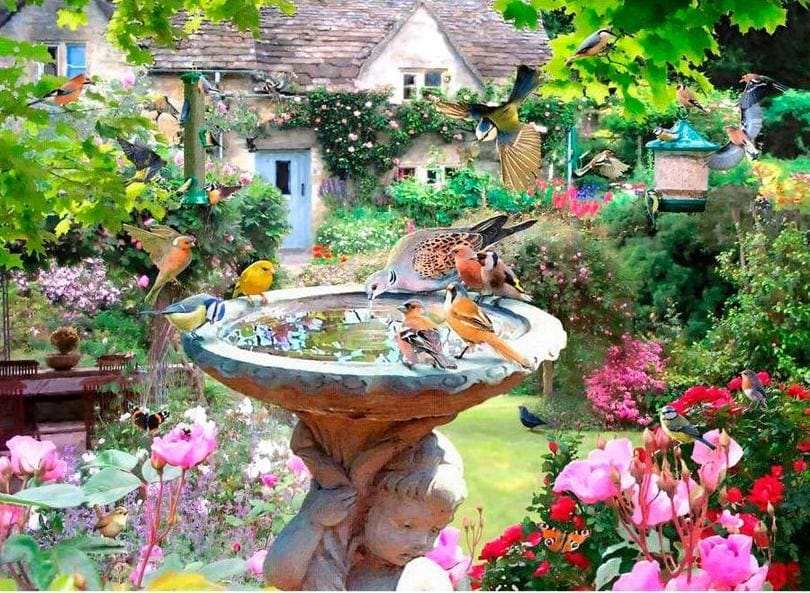 Summer Birds  Birds