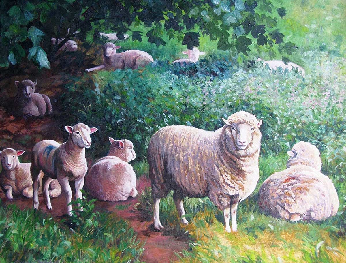 Sheep in the Shade Farm Animal
