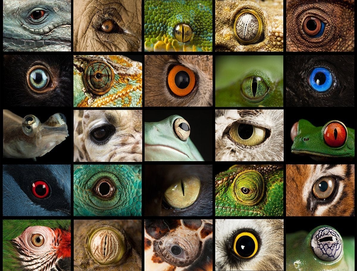 Animal Eyes Photography