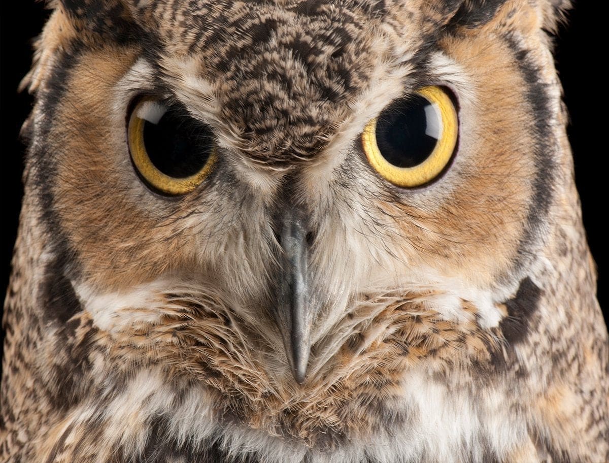 Fair Goods 1000 Piece Jigsaw Puzzle - Owl Design, Plastic-Free Materials For Puzzle Fans