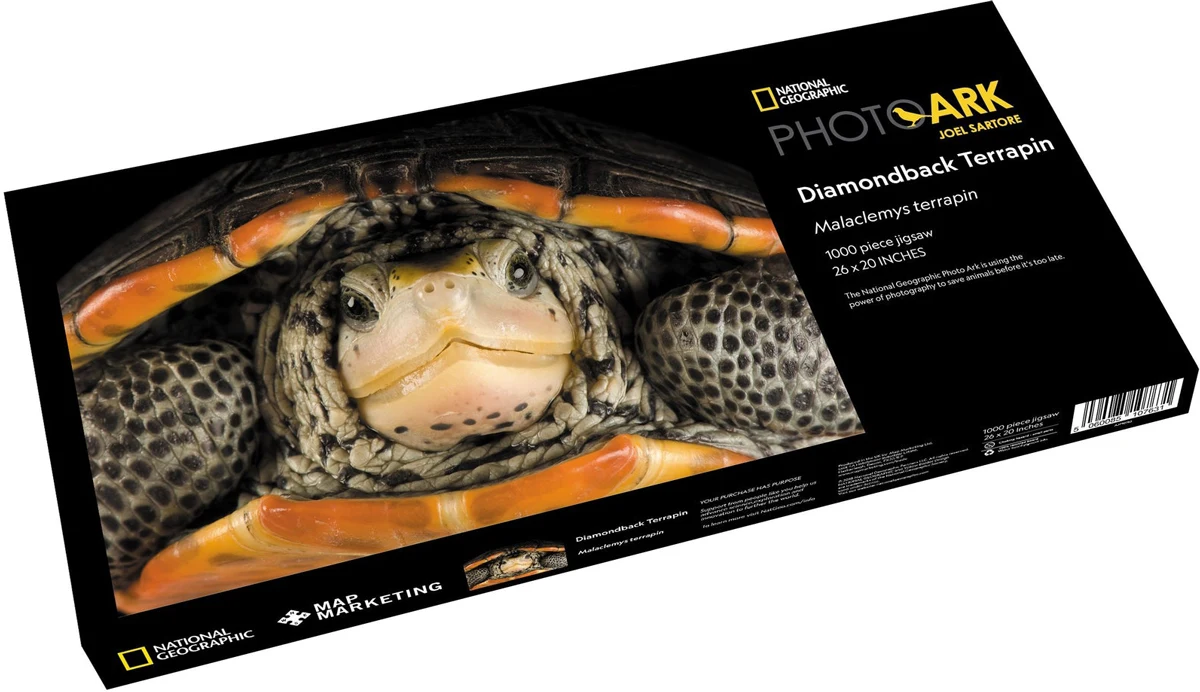 Diamondback Terrapin