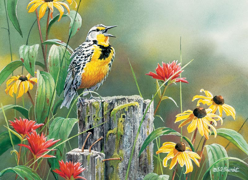 Meadowlark Morning Birds