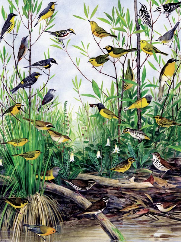 Spring Warblers Birds