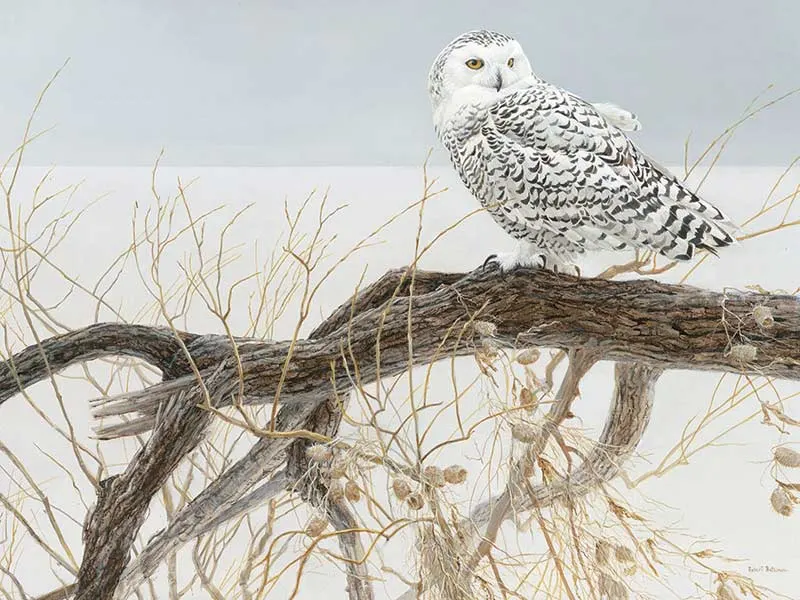 Fallen Willow Snowy Owl Birds