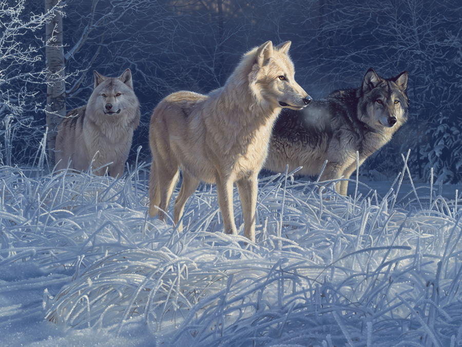 White Gold Wolves Wolf Jigsaw Puzzle