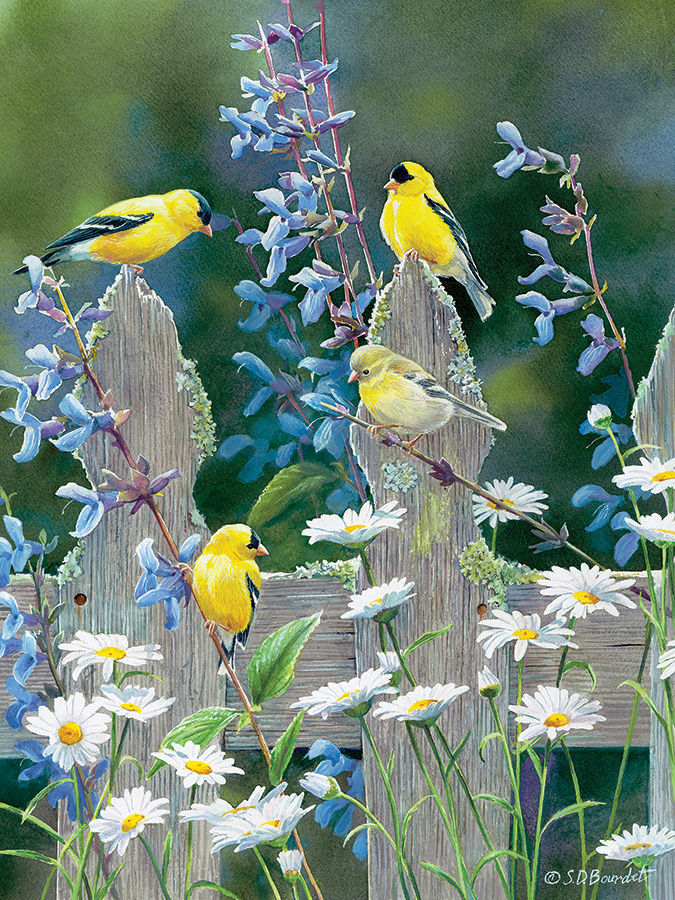Goldfinch Quartet Birds Jigsaw Puzzle
