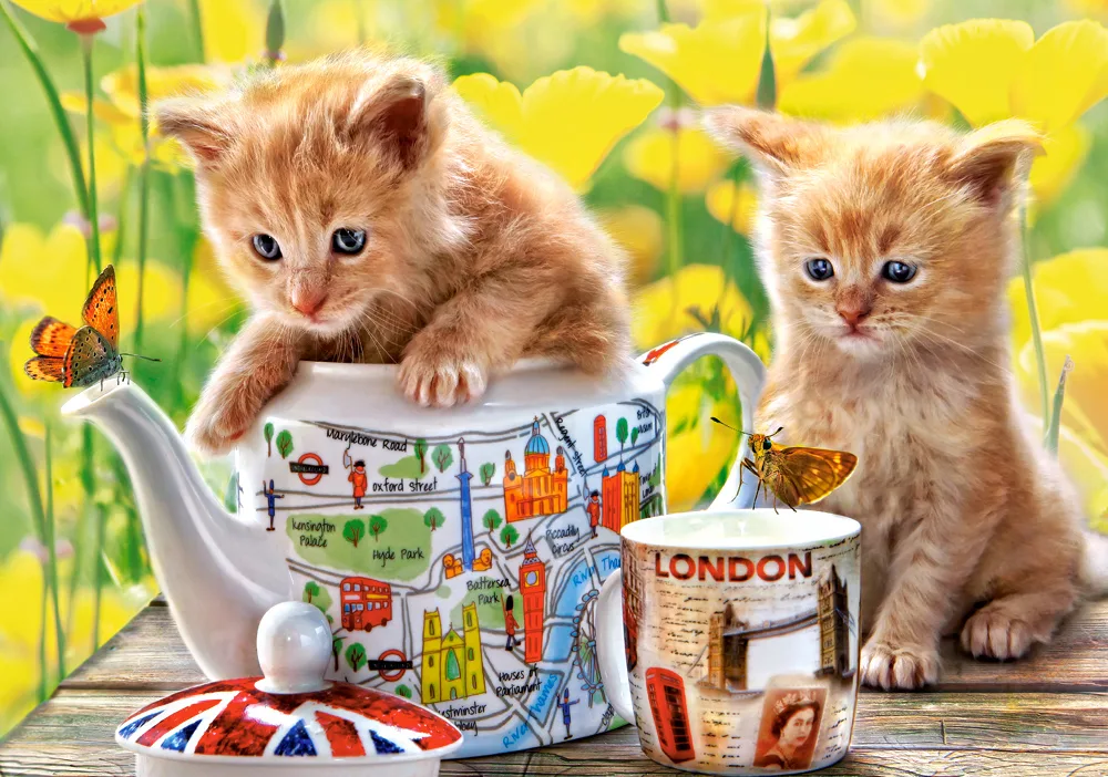 Tea Time - Scratch and Dent Cats