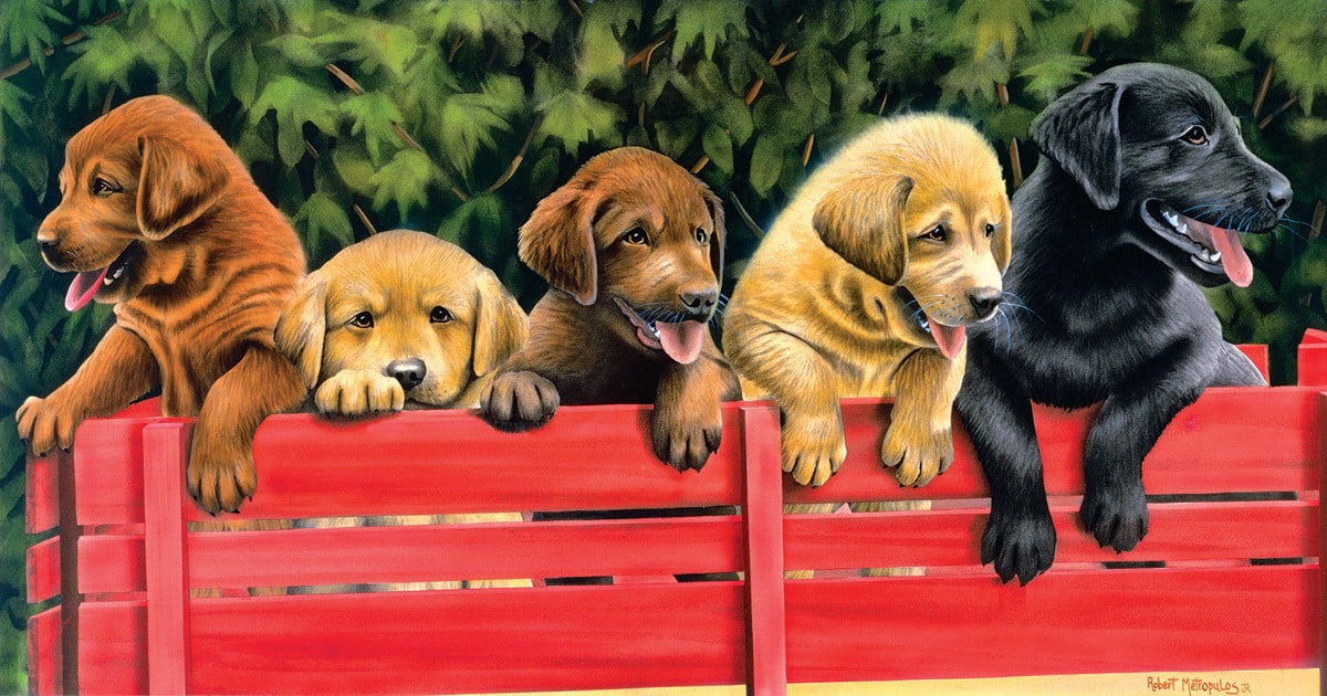 All Aboard - Scratch and Dent Dogs