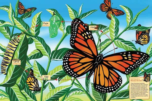 Life Cycle of a Monarch Butterfly Butterflies and Insects