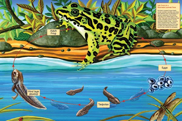 Life Cycle of a Northern Leopard Frog Reptile & Amphibian Jigsaw Puzzle