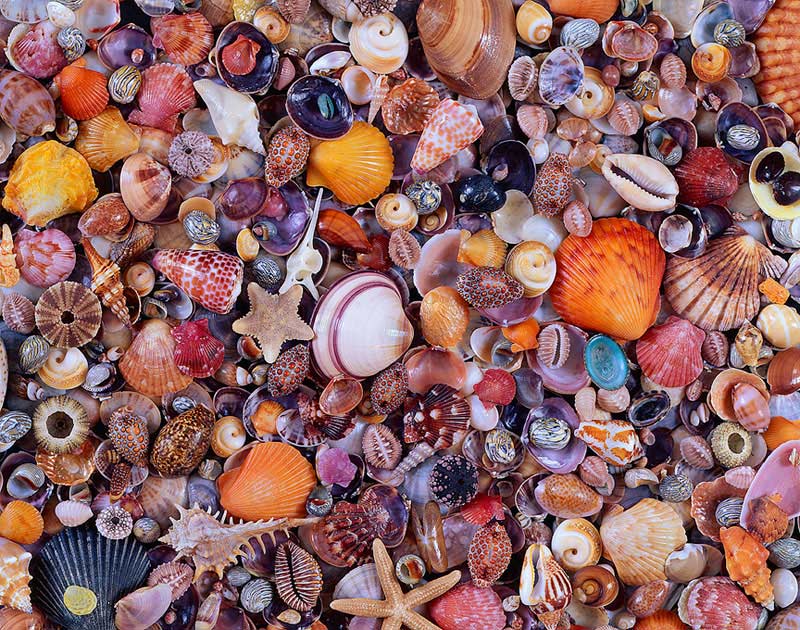 Seashell Collage Jigsaw Puzzle