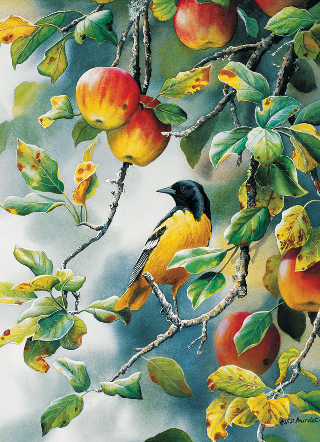 Northern Oriole Birds Jigsaw Puzzle