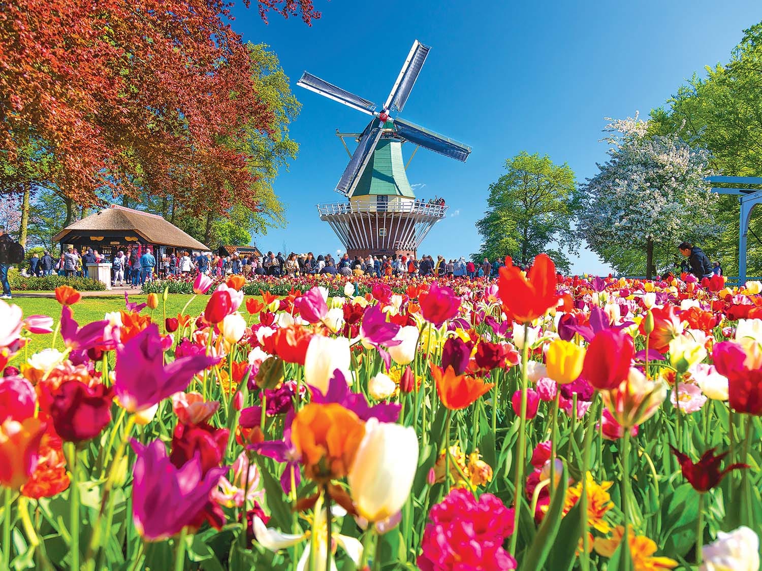 Puzzle Collector - Windmill Garden, Holland, Netherlands Flower & Garden