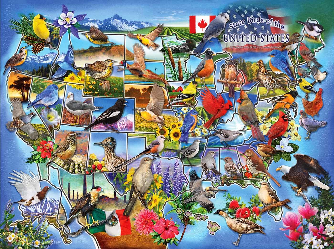 State Birds of the U.S. Birds