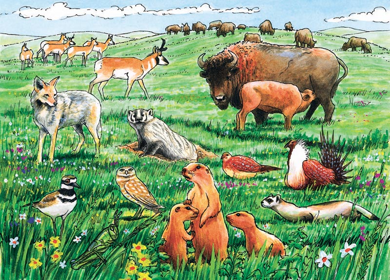 Life in the Prairie Forest Animal