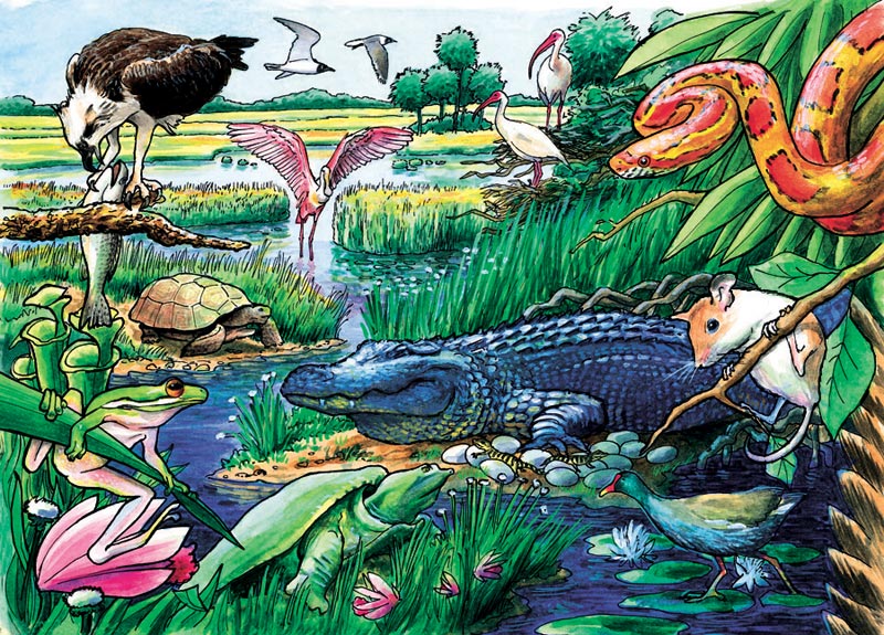 Animals of the Everglades