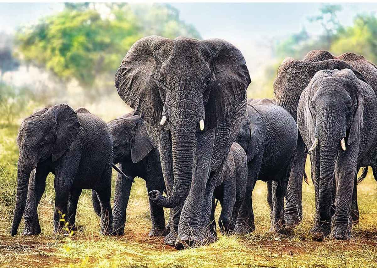 African Elephants Photography Jigsaw Puzzle
