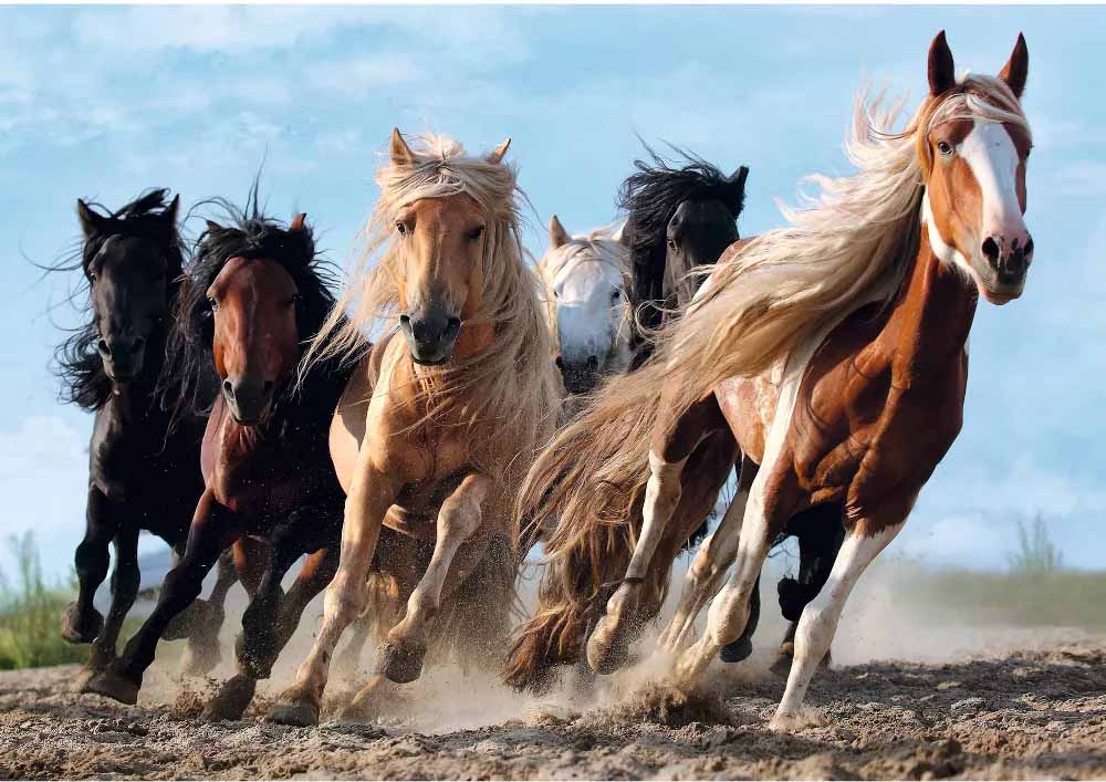 horses galloping