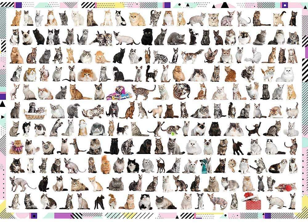 208 Cats Cats