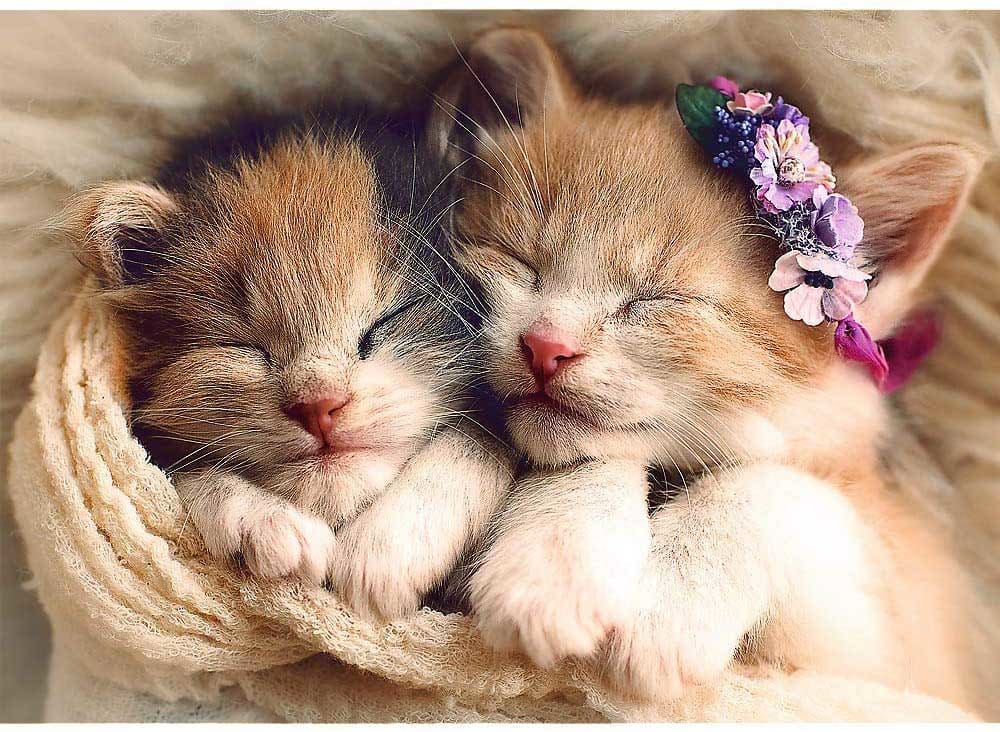 Sleeping Kittens Cats