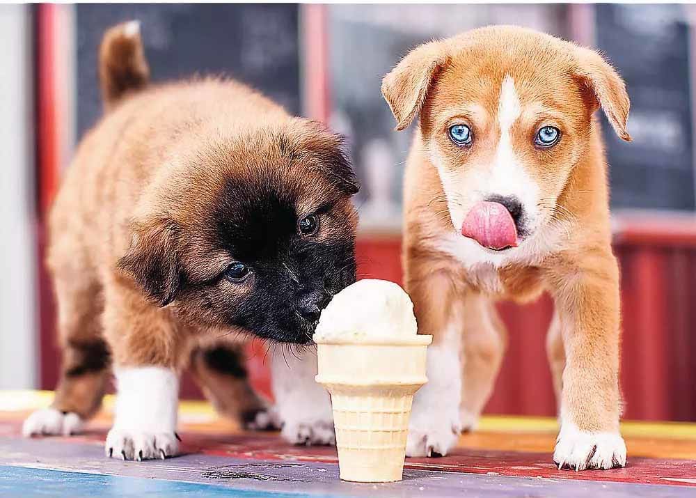 Ice Cream Time! Dogs