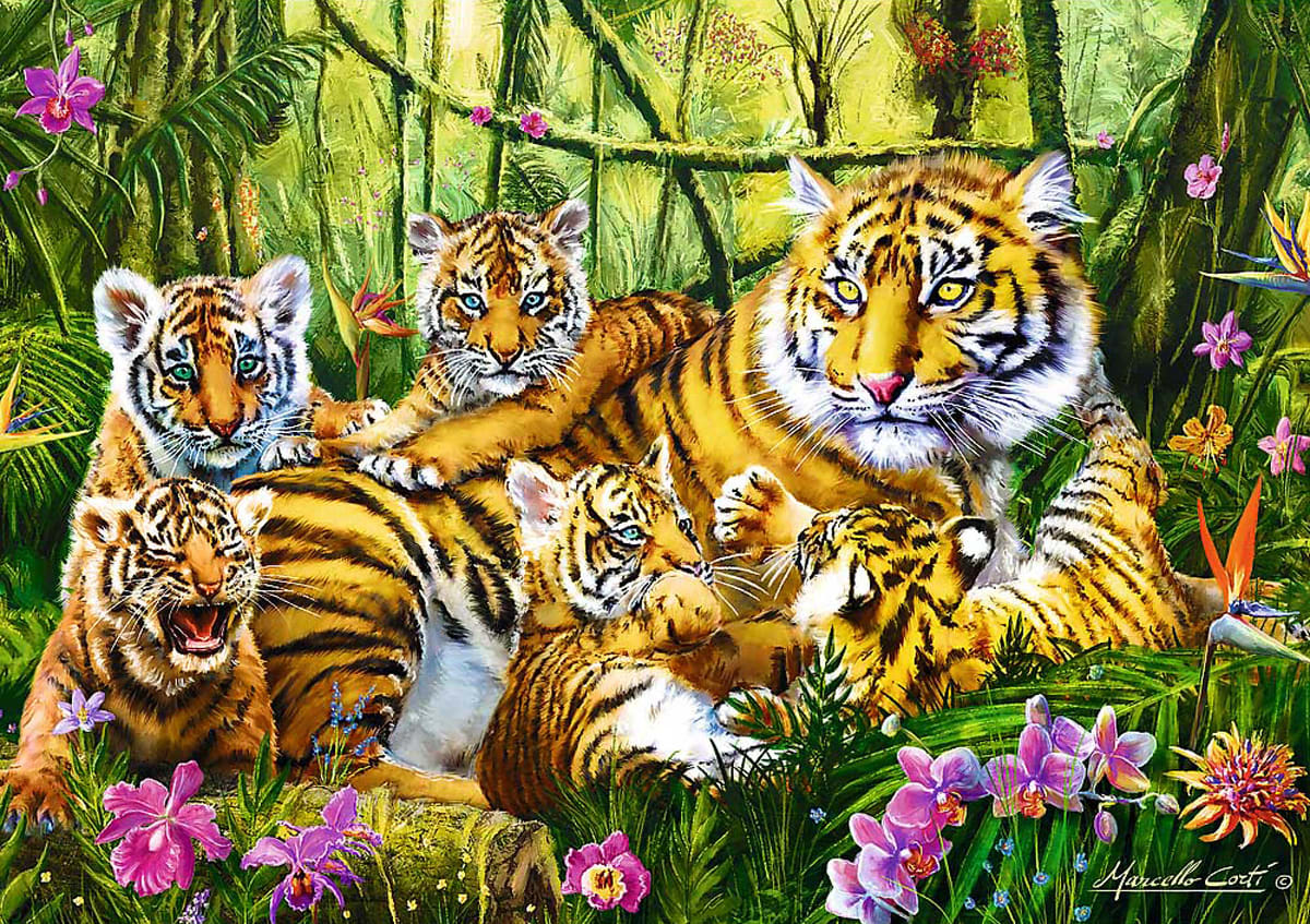 Family Of Tigers Big Cats