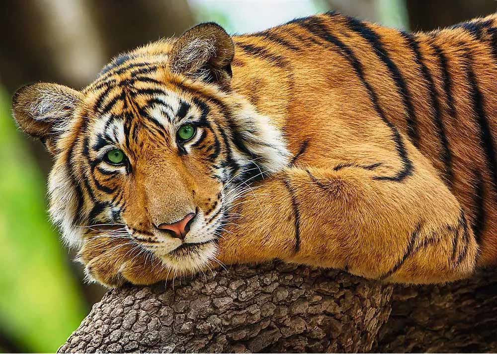 Tiger Portrait Photography