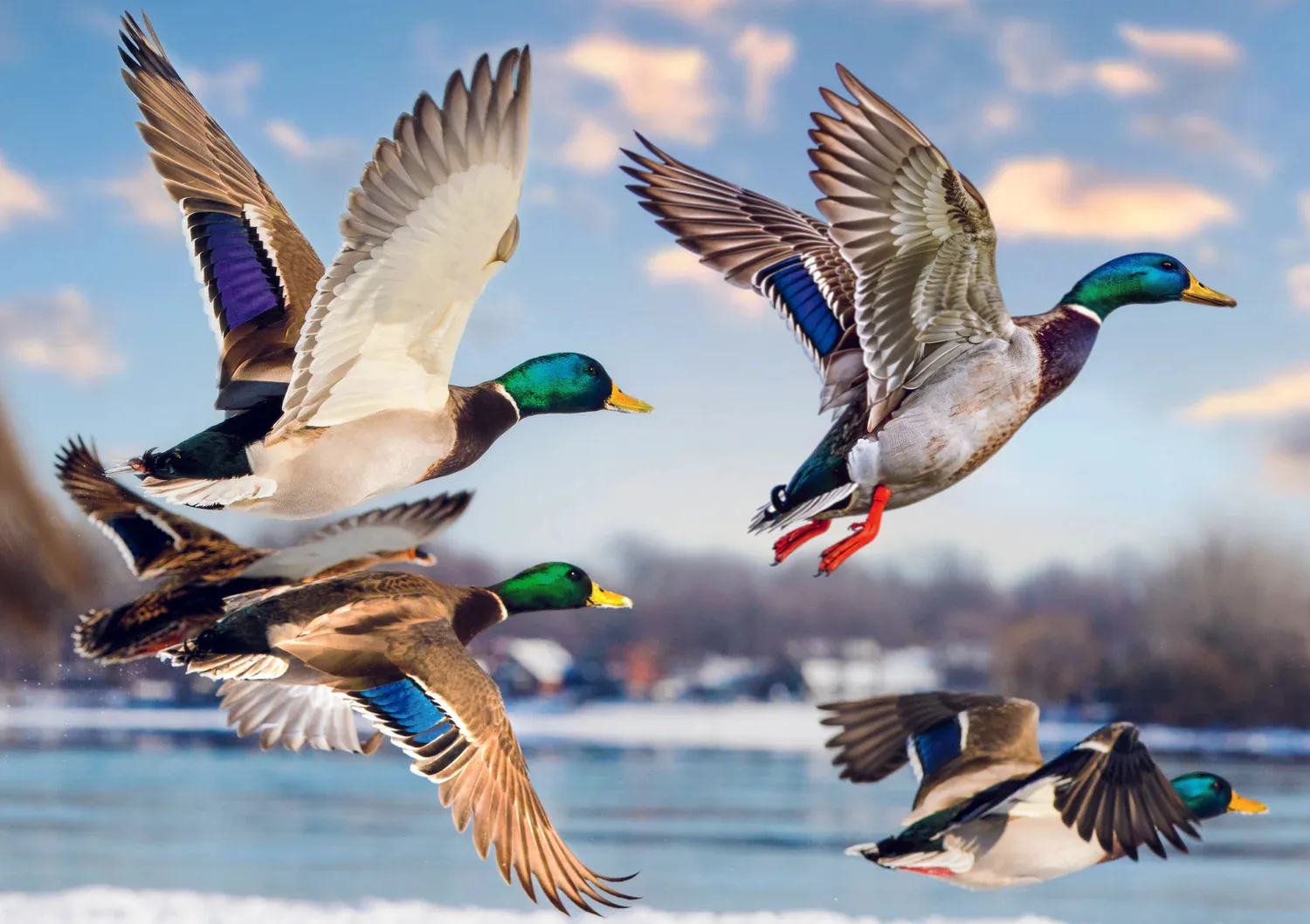 Premium Plus Mallards in Flight