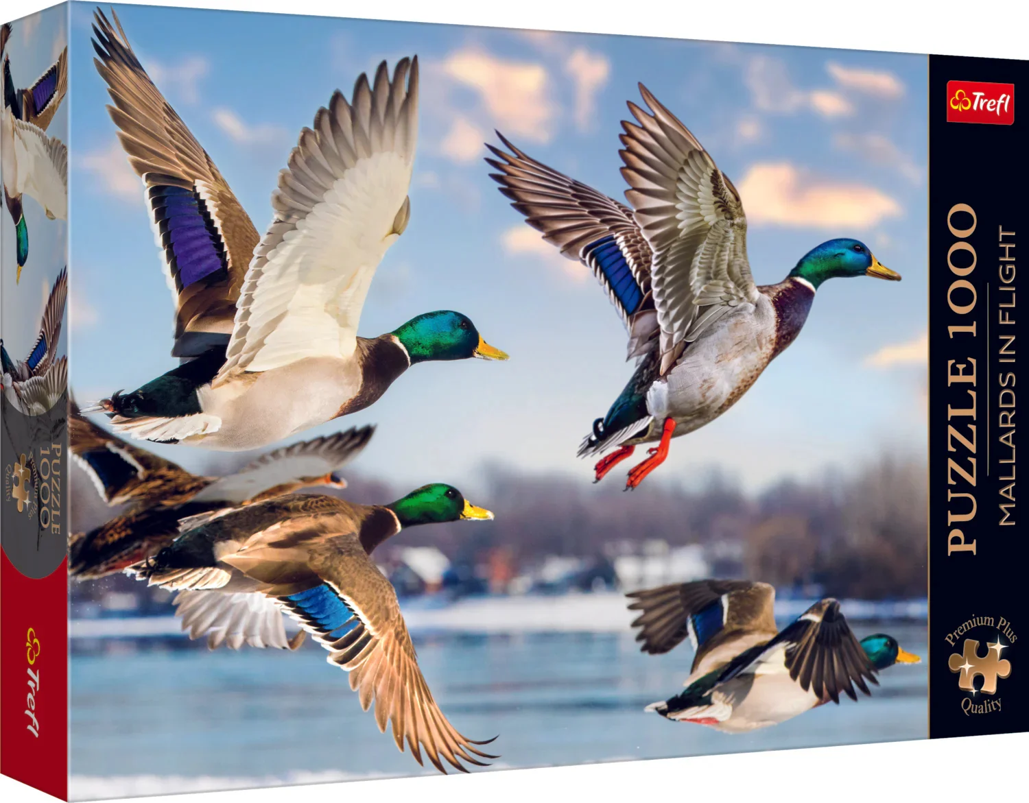 Premium Plus Mallards in Flight