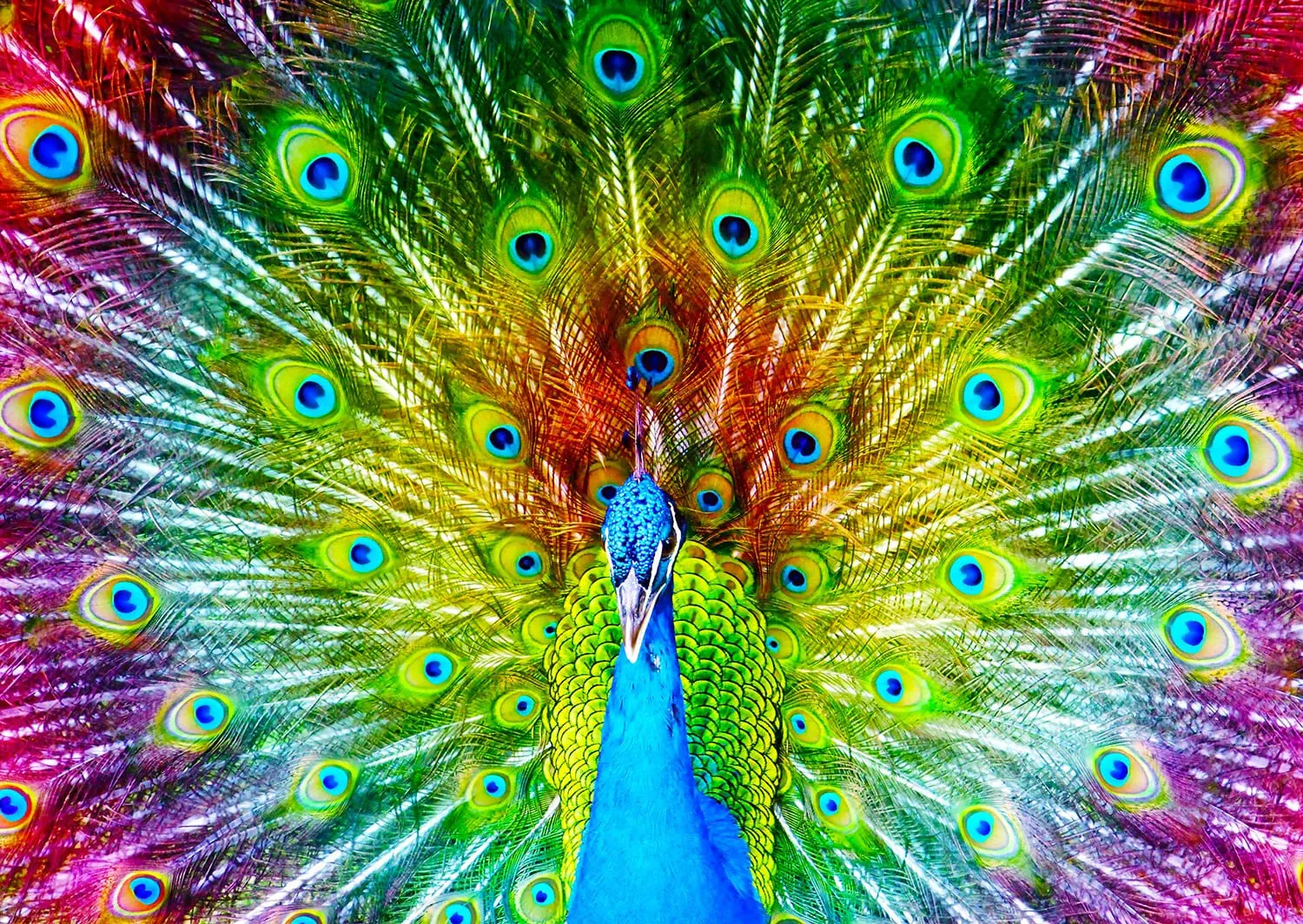 Colorful Peacock Birds