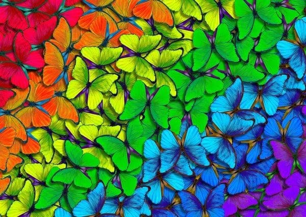 Rainbow Butterflies Butterflies and Insects