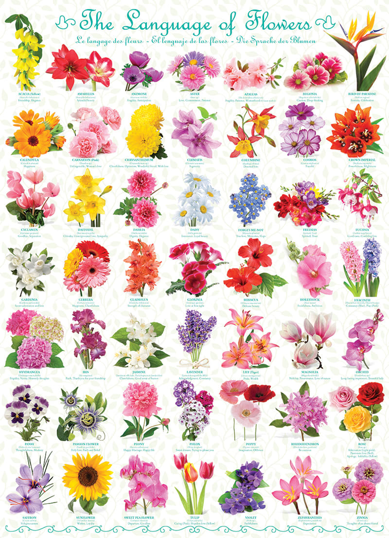 The Language of Flowers Flower & Garden