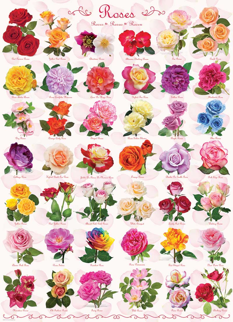 Roses Flower & Garden Jigsaw Puzzle