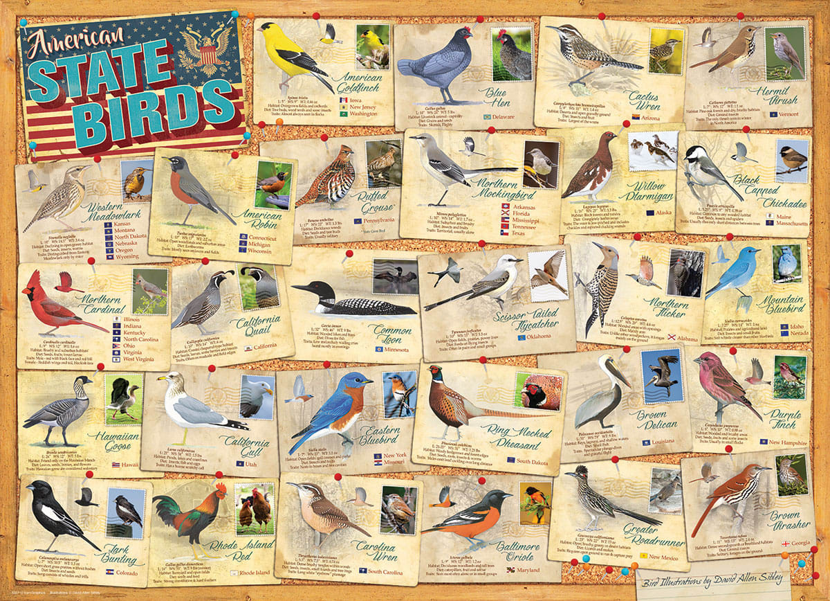 State Birds Birds