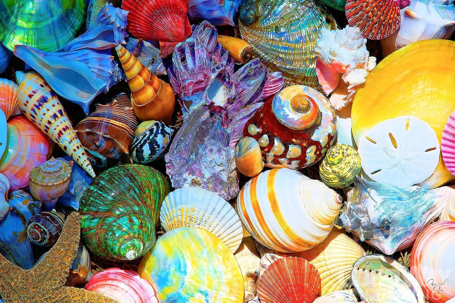 Seashell Study Beach & Ocean