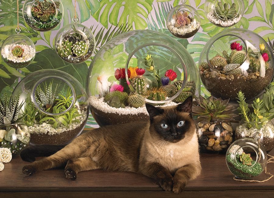 Terrarium Cat Cats