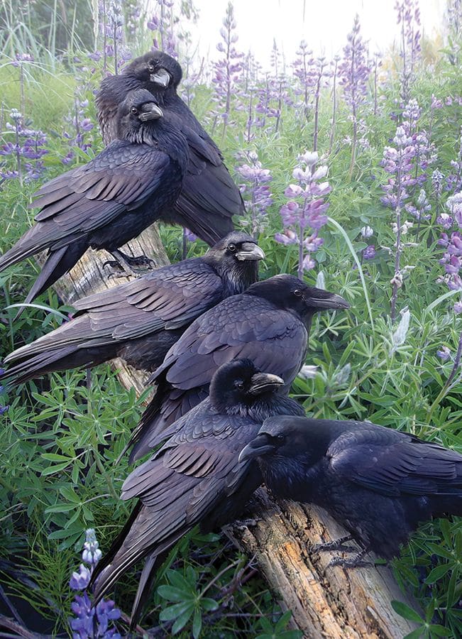 Raven Rendezvous - Scratch and Dent Birds