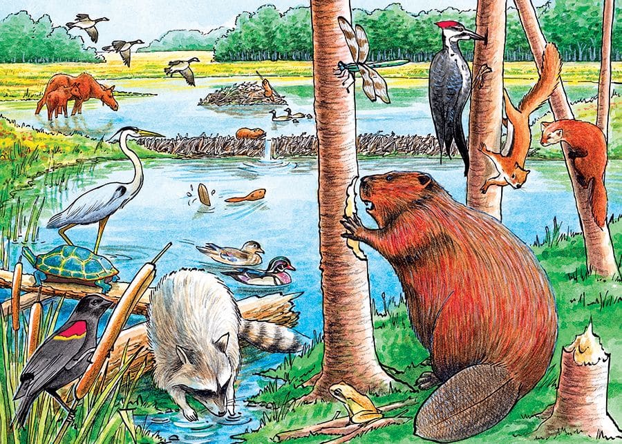 The Beaver Pond Forest Animal