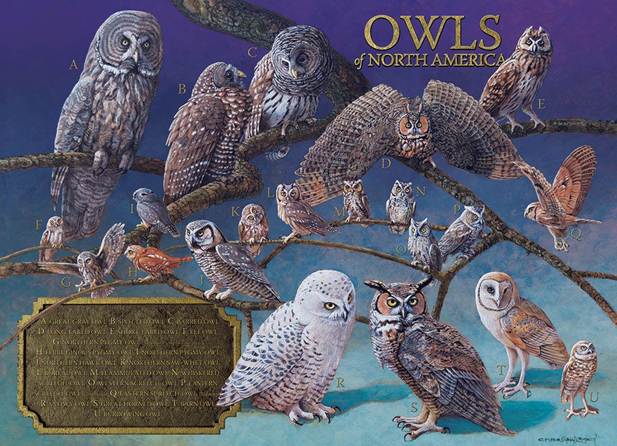 Owls of North America Animals Jigsaw Puzzle