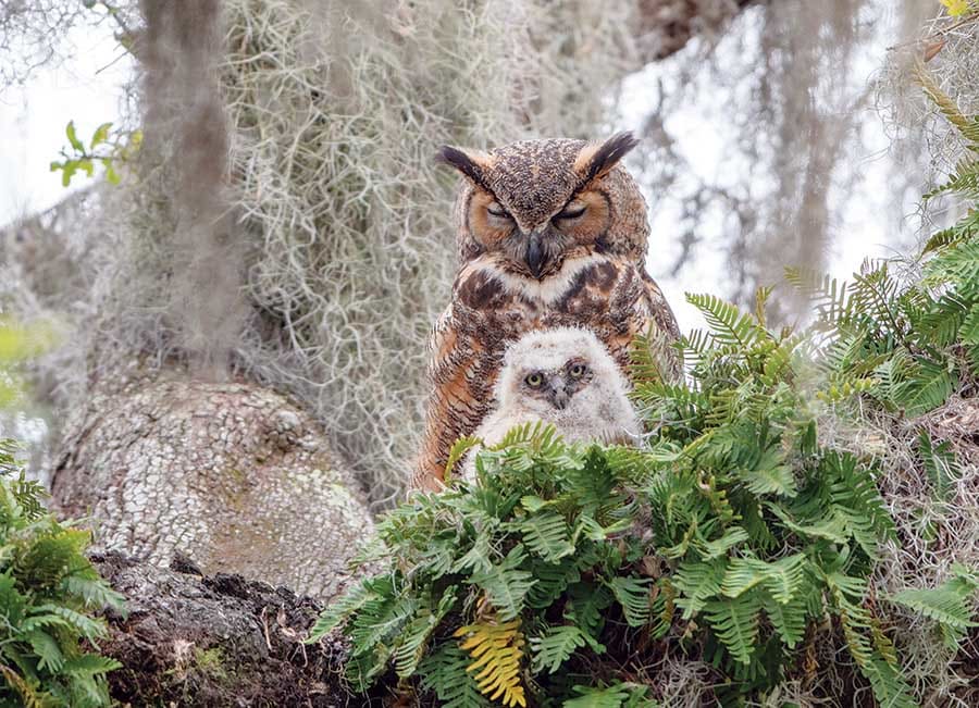 Great Horned Owl Birds